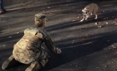 Illustration : "Incrédule face à l'arrivée d'une militaire dans son foyer, ce chien d'abord inquiet explose de joie quand il se rend compte qu'il s'agit de sa maîtresse ! (Vidéo)"