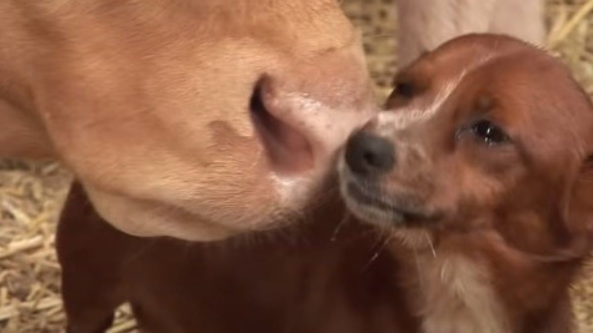 Illustration : "Meilleurs amis, ce chien pleure de joie quand il redécouvre la vache qui l'a élevé !"