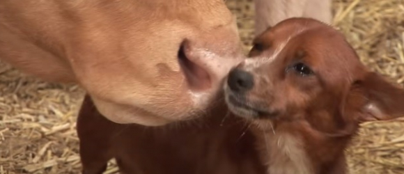 Illustration : "Meilleurs amis, ce chien pleure de joie quand il redécouvre la vache qui l'a élevé !"