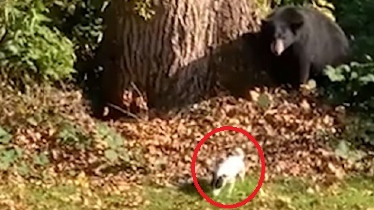 Illustration : "Un chiot joue son rôle de gardien et fait fuir un ours alors qu'il s'était introduit dans son jardin ! (Vidéo)"