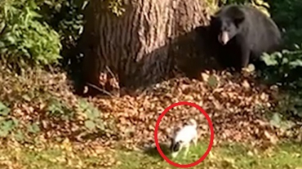 Illustration : Un chiot joue son rôle de gardien et fait fuir un ours alors qu'il s'était introduit dans son jardin ! (Vidéo)