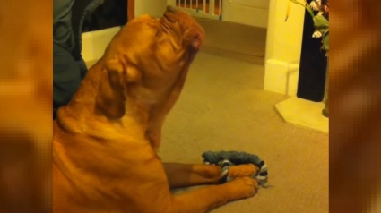 Illustration : Mélomane, ce Dogue de Bordeaux ne peut s'empêcher de chanter lorsqu'il entend sa chanson préférée de la chanteuse Alicia Keys !