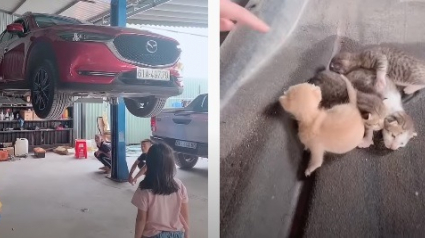 Illustration : Des garagistes découvrent et sauvent 4 chatons coincés dans la carrosserie d'une voiture !