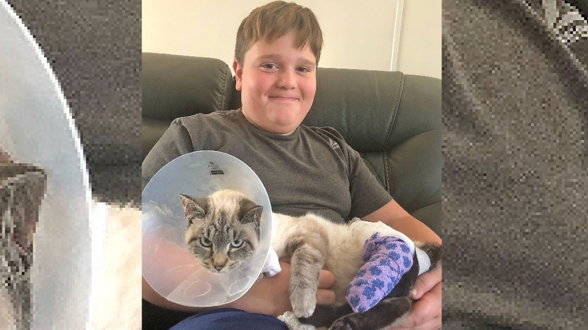 Illustration : "Un garçon de 11 ans sauve un chat handicapé après un accident. Ému par son état, il finit par l'adopter ! "
