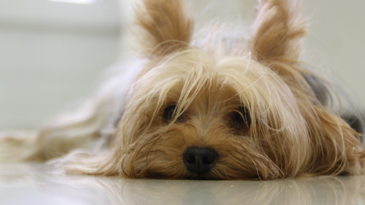 Illustration : "Race de chien préférée des Français : le Yorkshire Terrier, premiers dans le cœur des français "