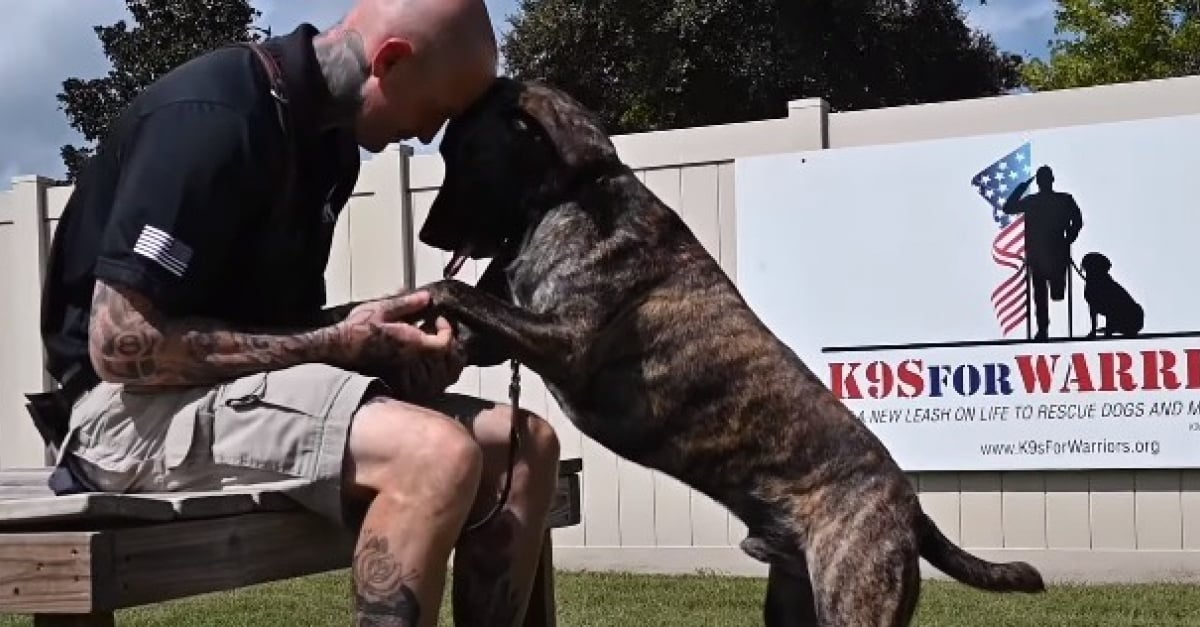 Connaitre La Race De Son Chien Sauvé par son chien d'assistance, ce vétéran de guerre décide d'offrir