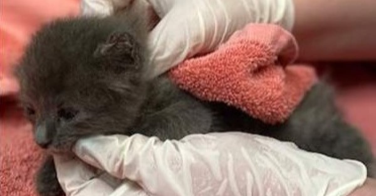 Decouvert Errant Les Oreilles Et La Queue Coupees Par Ses Anciens Proprietaires Ce Chaton Apprend Ce Qu Est L Amour Dans Sa Nouvelle Famille Decouvert Errant Les Oreilles Et La Queue Coupees Par Ses Anciens Proprietaires Ce Chaton Apprend Ce Qu Est L Amour Dans Sa Nouvelle Famille