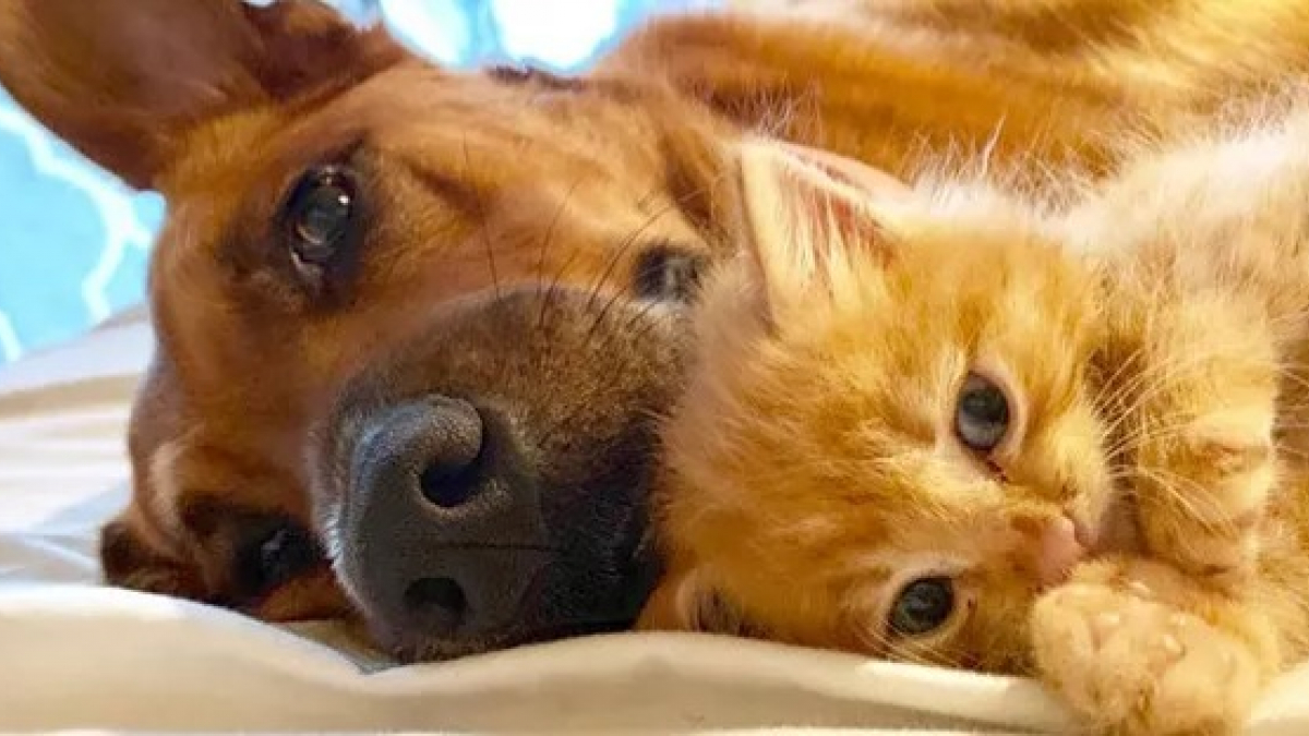 Illustration : "17 chiens qui ont décidé de ne pas suivre les règles pour devenir le meilleur ami du chat de la maison !"