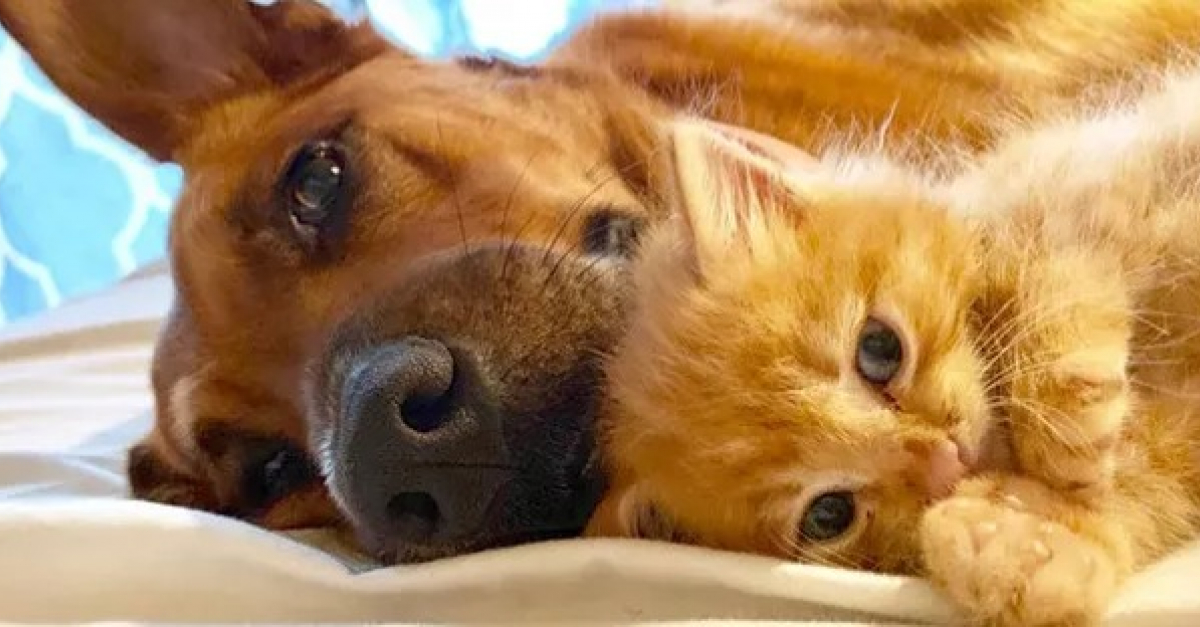 17 chiens qui ont décidé de ne pas suivre les règles pour