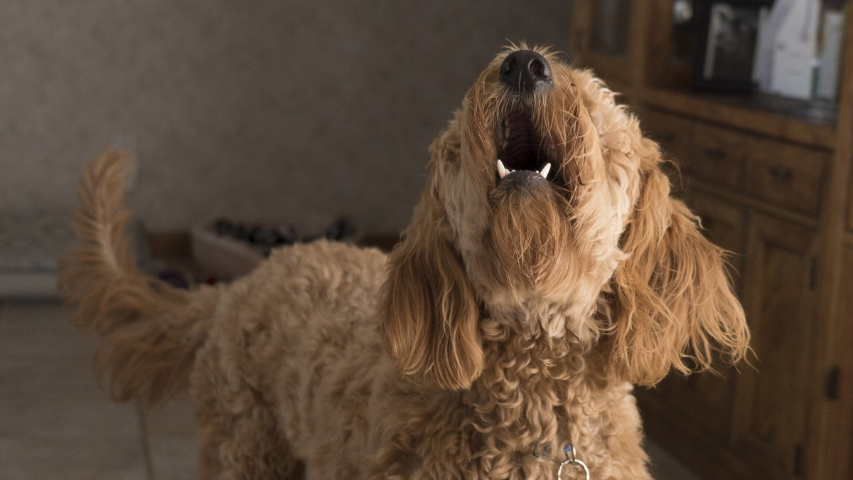 Illustration : "La communication chez le chien : que signifient les aboiements de votre animal de compagnie ? "