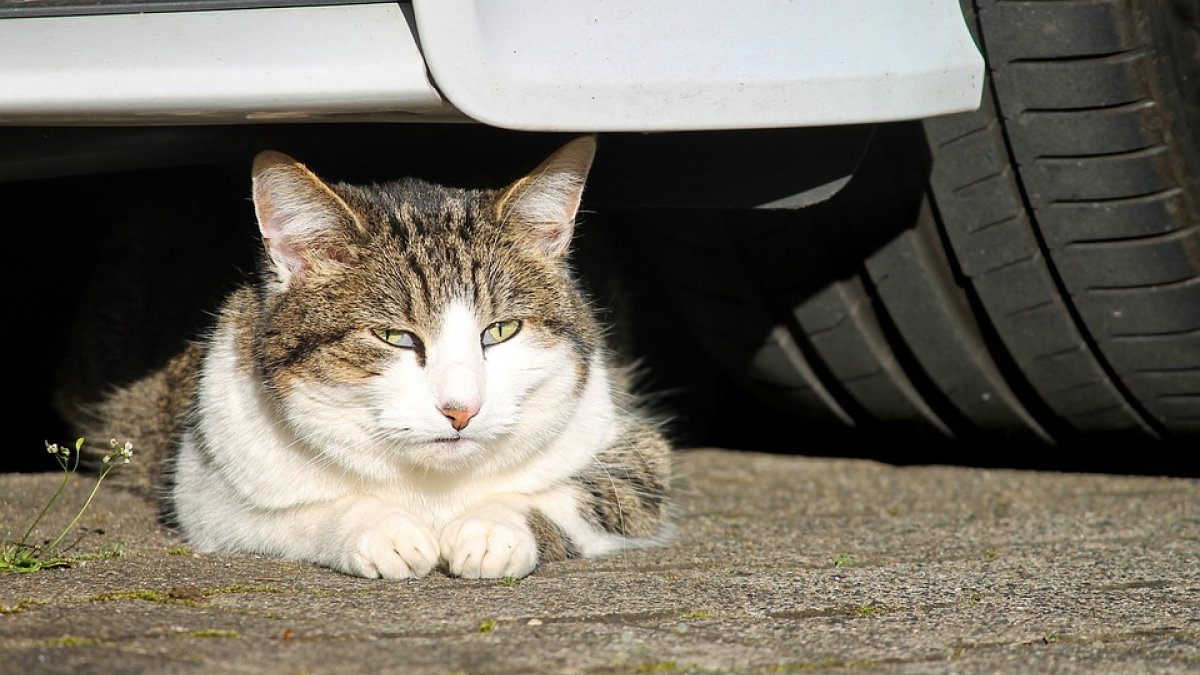 Illustration : "Alertés par les passants, des policiers marseillais parviennent à secourir un chat coincé dans le moteur d'une voiture !"
