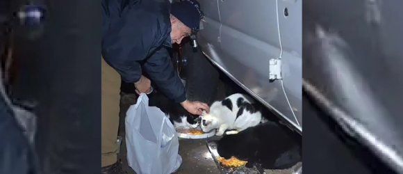 Illustration : "Inquiet pour le sort des chats errants de sa ville, cela fait 22 ans que ce septuagénaire les nourrit chaque jour et les stérilise ! "