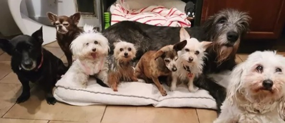 Illustration : "Ému par la perte de son chien, il se donne pour mission de sauver le maximum d'animaux errants !"