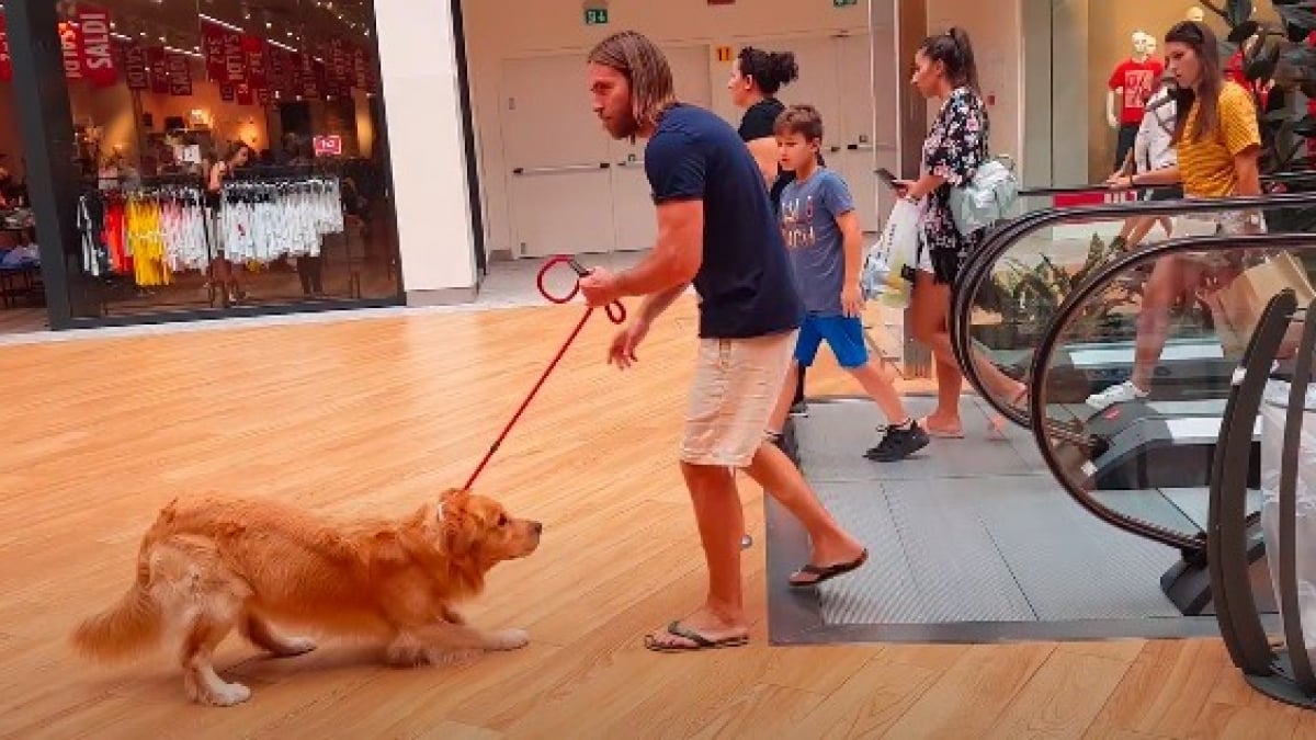 Illustration : "Touché par la réaction de son Golden Retriever effrayé par un escalator, ce propriétaire trouve la solution parfaite ! (Vidéo)"