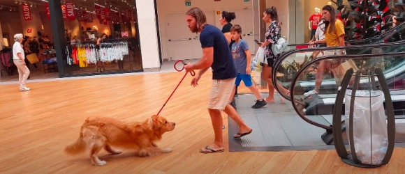 Illustration : "Touché par la réaction de son Golden Retriever effrayé par un escalator, ce propriétaire trouve la solution parfaite ! (Vidéo)"