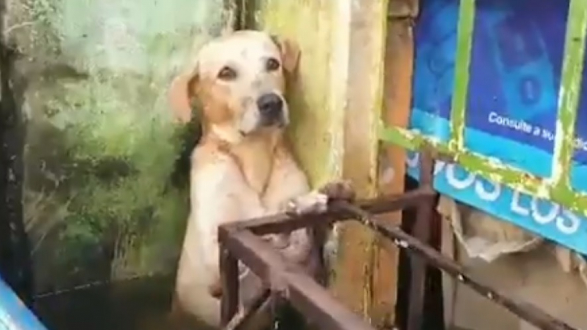 Illustration : "Les militaires mexicains interviennent et sauvent un chien apeuré, pris au piège par la montée des eaux, suite aux inondations dans le pays (Vidéo)"
