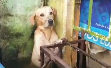 Illustration : "Les militaires mexicains interviennent et sauvent un chien apeuré, pris au piège par la montée des eaux, suite aux inondations dans le pays (Vidéo)"