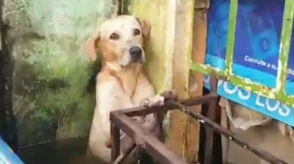 Illustration : Les militaires mexicains interviennent et sauvent un chien apeuré, pris au piège par la montée des eaux, suite aux inondations dans le pays (Vidéo)