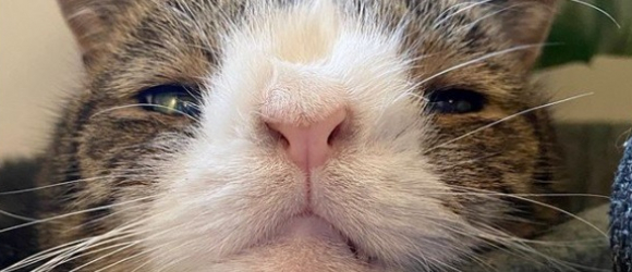 Illustration : "Abandonné par son ancien propriétaire à cause de son physique, ce chat partage chaque moment du quotidien avec la personne qui l'a sauvé !"