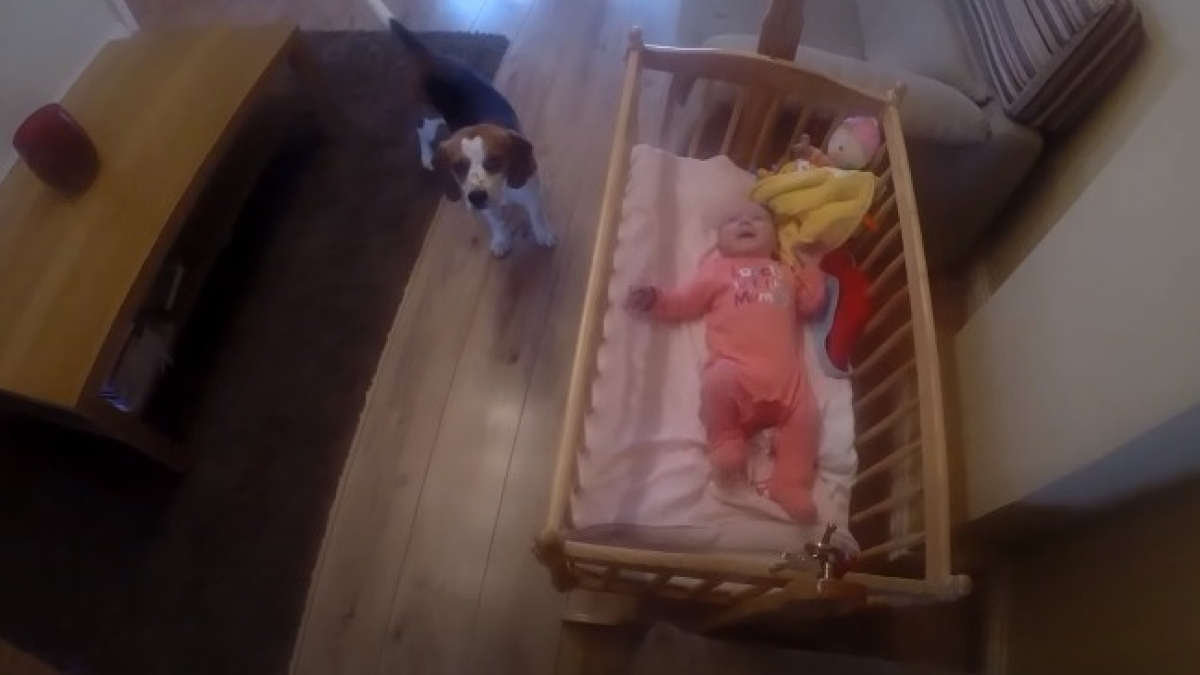 Illustration : "Inquiet à l'idée que sa nouvelle petite sœur fasse de mauvais rêves, ce Beagle prend lui-même le temps de l'endormir ! (Vidéo)"