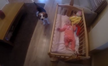 Illustration : "Inquiet à l'idée que sa nouvelle petite sœur fasse de mauvais rêves, ce Beagle prend lui-même le temps de l'endormir ! (Vidéo)"