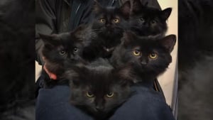 Illustration : Une chatte errante trouve refuge chez la personne qui la nourrit quotidiennement pour sauver les chatons de sa portée !