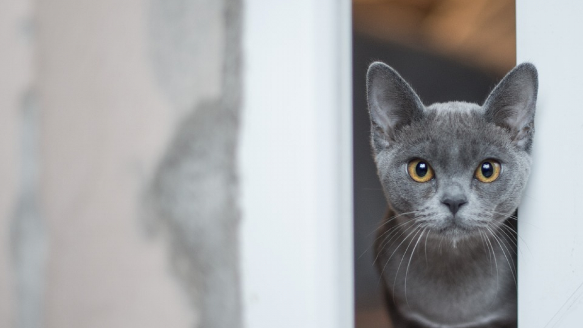 Illustration : "En fuite depuis le premier confinement, un chat retrouve sa famille après avoir évité la noyade grâce à sa puce d'identification"