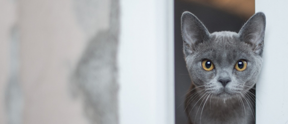 Illustration : "En fuite depuis le premier confinement, un chat retrouve sa famille après avoir évité la noyade grâce à sa puce d'identification"