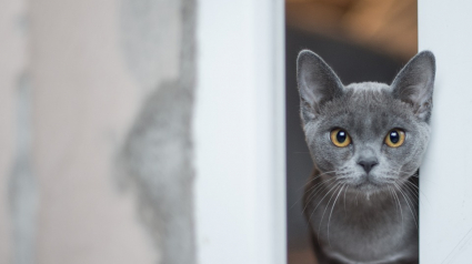 Illustration : En fuite depuis le premier confinement, un chat retrouve sa famille après avoir évité la noyade grâce à sa puce d'identification