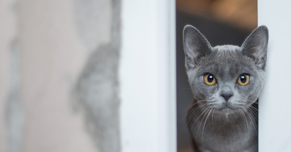 En Fuite Depuis Le Premier Confinement Un Chat Retrouve Sa Famille Apres Avoir Evite La Noyade Grace A Sa Puce D Identification En Fuite Depuis Le Premier Confinement Un Chat Retrouve Sa Famille Apres Avoir Evite La Noyade Grace A Sa Puce D Identification