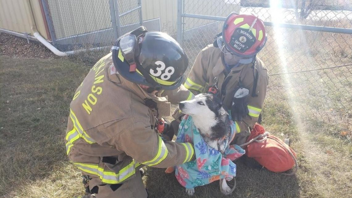 Illustration : "Pris au piège dans les eaux d'une rivière gelée, un Husky survit grâce à la mobilisation rapide des pompiers"