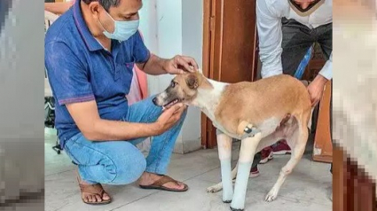 Illustration : Heurté par un train, un chien survit miraculeusement et découvre l'amour après une année de soins intensifs