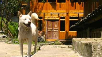 Illustration : Pour préserver la sécurité de la population, un comté chinois interdit aux habitants de promener leurs chiens en ville