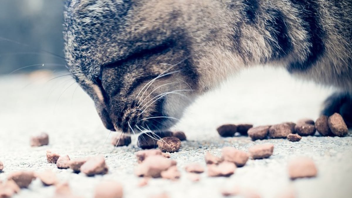 Illustration : "Un chat guidé par la gourmandise déclenche un incendie en tentant d'attraper ses croquettes "