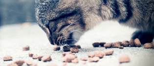 Illustration : "Un chat guidé par la gourmandise déclenche un incendie en tentant d'attraper ses croquettes "