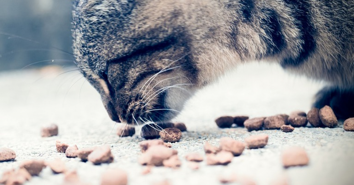 Un Chat Guide Par La Gourmandise Declenche Un Incendie En Tentant D Attraper Ses Croquettes Un Chat Guide Par La Gourmandise Declenche Un Incendie En Tentant D Attraper Ses Croquettes