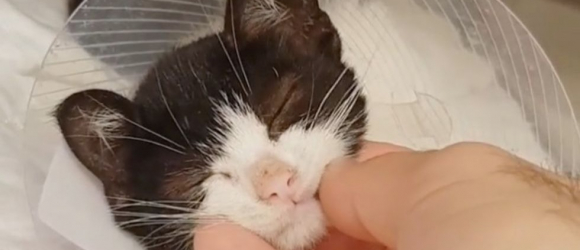 Illustration : "Un chaton paralysé réapprend à marcher soutenu par l'amour de son propriétaire !"