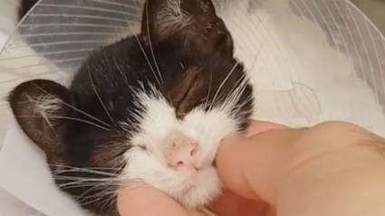 Illustration : Un chaton paralysé réapprend à marcher soutenu par l'amour de son propriétaire !