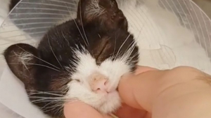 Illustration : Un chaton paralysé réapprend à marcher soutenu par l'amour de son propriétaire !