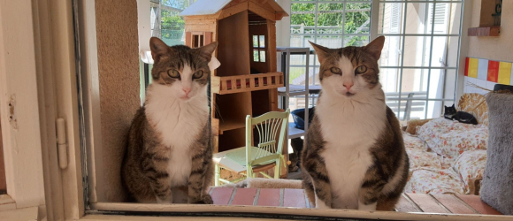 Illustration : "Un couple lance un appel à l'aide pour sauver son refuge et les 46 chats malades qu'il abrite"