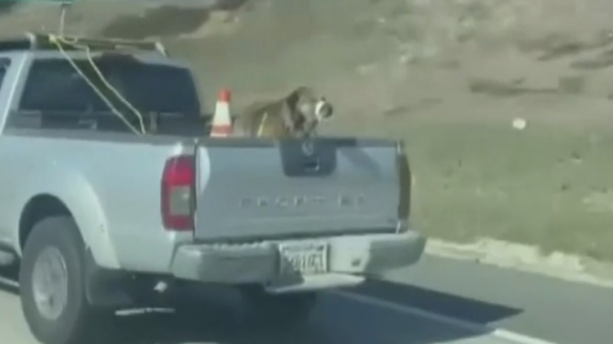 Illustration : "Interpellée par l'état d'un chien attaché à l'arrière d'une voiture en marche sur l'autoroute, elle filme la situation et le sauve !"