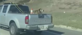 Illustration : "Interpellée par l'état d'un chien attaché à l'arrière d'une voiture en marche sur l'autoroute, elle filme la situation et le sauve !"
