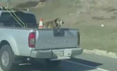 Illustration : "Interpellée par l'état d'un chien attaché à l'arrière d'une voiture en marche sur l'autoroute, elle filme la situation et le sauve !"