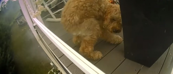Illustration : "Un policier guidé par son instinct sauve un chien coincé à l'étage d'une maison en flammes ! (Vidéo)"
