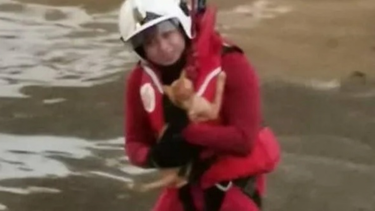 Illustration : "Les pompiers interviennent et sauvent un chat pris au piège sur une pile de débris dans la crue d'une rivière"