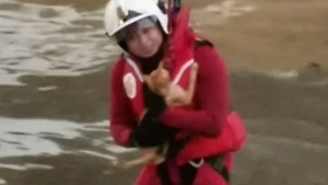 Illustration : Les pompiers interviennent et sauvent un chat pris au piège sur une pile de débris dans la crue d'une rivière
