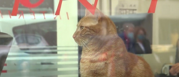 Illustration : "Abandonné par ses anciens propriétaires, ce chat devient un employé à part entière d'une agence intérim "