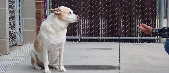 Illustration : "Après 3 années d'errance et 6 mois dans un refuge, ce chien déprimé explose de joie quand il retrouve son propriétaire !"