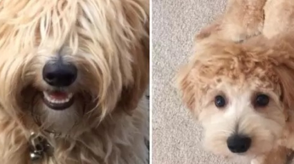 Illustration : 20 chiens avant et après la visite chez le toiletteur qui prouvent qu'une jolie coupe peut tout changer !