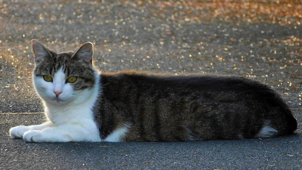 Illustration : "Un avocat toulousain s'arrête sur le bord de la route pour tenter de sauver un chat errant et malade "